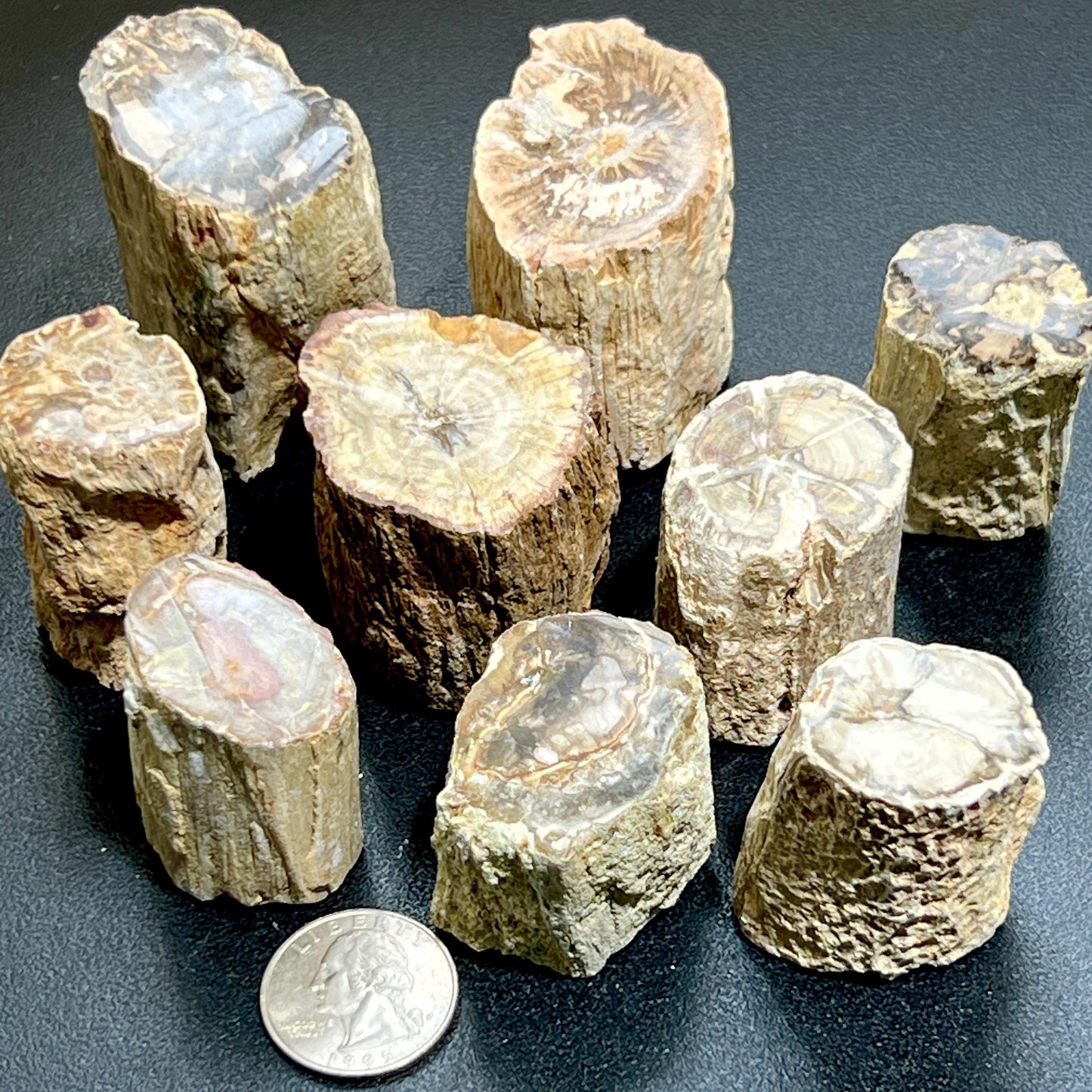 Petrified Wood Slices (By The Piece or Pound) Rough Carving Wholesale