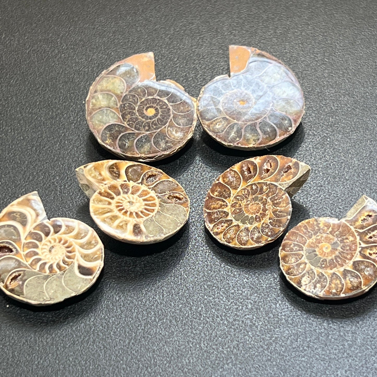 Matching Ammonite Fossil Pairs Polished Carving Spiral Ammonoids
