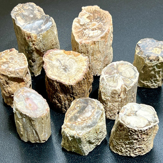 Petrified Wood Slices (By The Piece or Pound) Rough Carving Wholesale