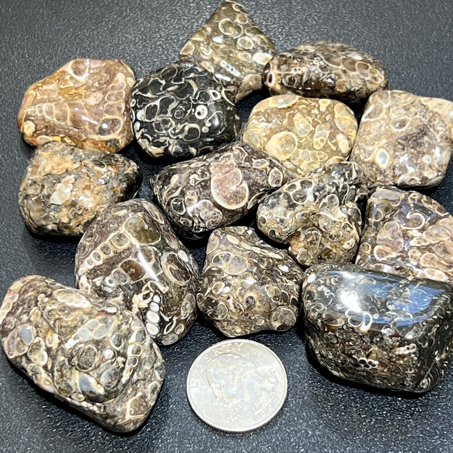 Turritella Agate Tumbled Fossil Stone (UV Reactive)(By The Piece Or Pound) Bulk Wholesale Gemstone Supply