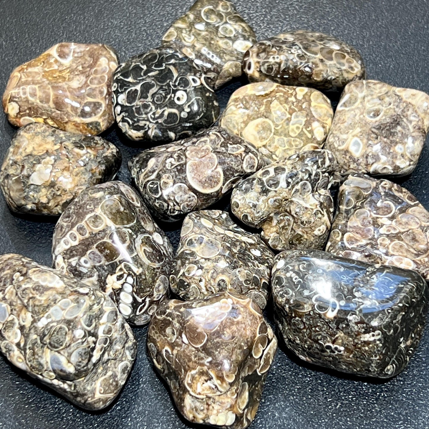 Turritella Agate Tumbled Fossil Stone (UV Reactive)(By The Piece Or Pound) Bulk Wholesale Gemstone Supply
