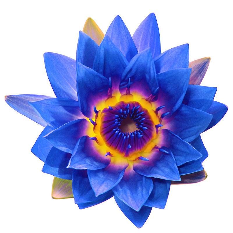 I Am Blessed Blissful Elixir – Frequency Lifter - Blue Lotus & Rose - 10mL or 30mL Dropper Bottle
