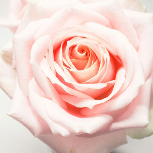 I Am Blessed Trio Set - Blue Lotus and Rose Flower Elixir - Roller Bottle, Drops and Body Spray