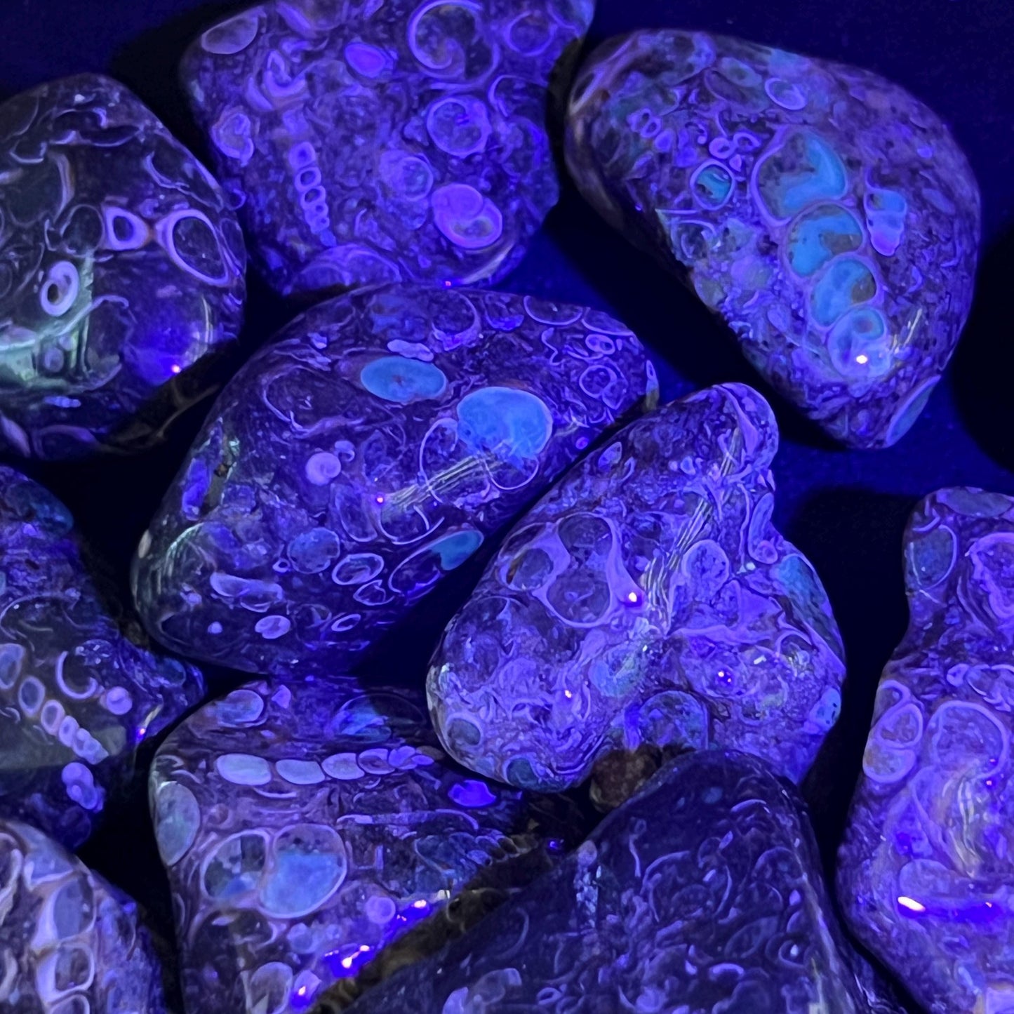 Turritella Agate Tumbled Fossil Stone (UV Reactive)(By The Piece Or Pound) Bulk Wholesale Gemstone Supply